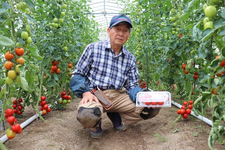 産地直送 通販 お取り寄せ広島県向島産 おしゃれトマト 房付き 6パック 広島とれたて元気市 ｊａタウン