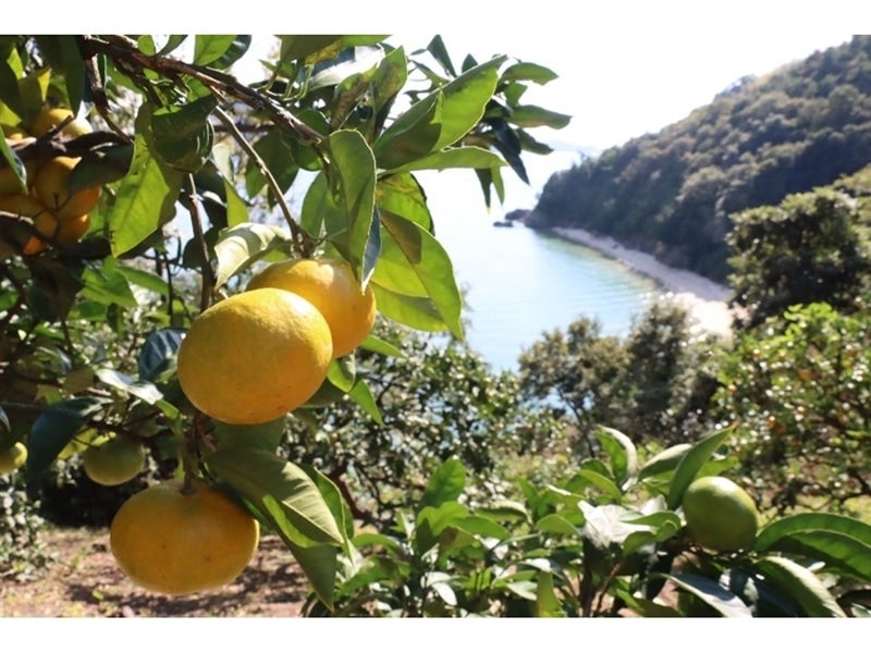 オジジパール柑４Ｌ以上20kg ZE6415_Y_【直営限定】【秀品】有田みかん 和歌山県有田産 2kg (2S～L