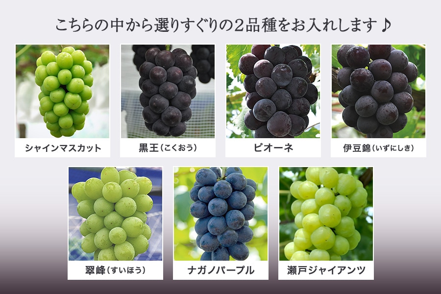 すざわ果樹園 特秀ぶどう2房箱: 広島とれたて元気市|【JAタウン
