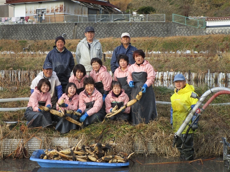 大和白竜レンコン 5㎏: 広島とれたて元気市|【JAタウン】産地直送
