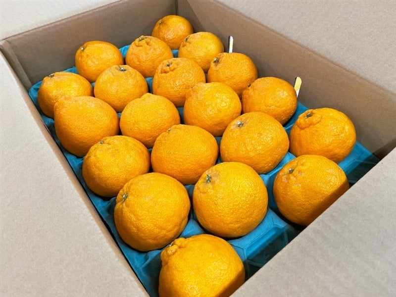 広島県産デコポン: 広島とれたて元気市|【JAタウン】産地直送 通販