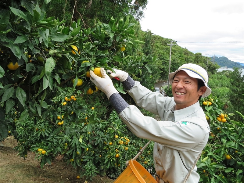 いしじみかん 5kg（Sｻｲｽﾞ）: 広島とれたて元気市|【JAタウン】産地