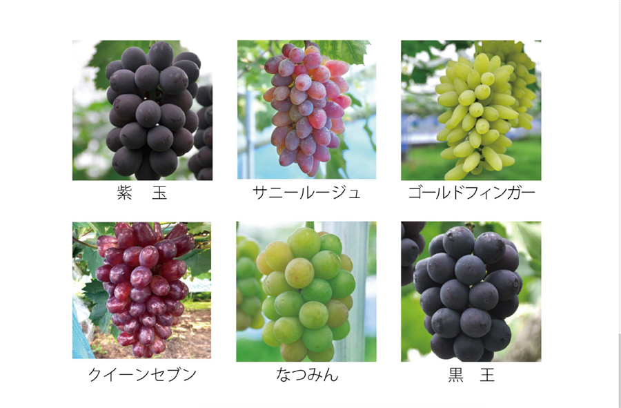 oyakudachi-shop_0330341-40