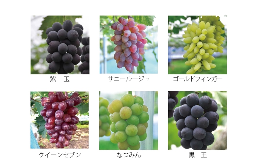 すざわさんの夏ぶどう 詰め合わせ2㎏箱（3～5品種）: 広島とれたて