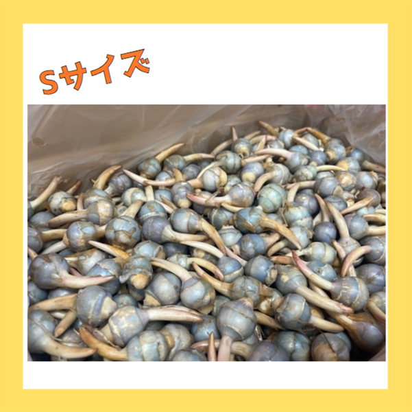 福山市産くわい2s(Sサイズ)