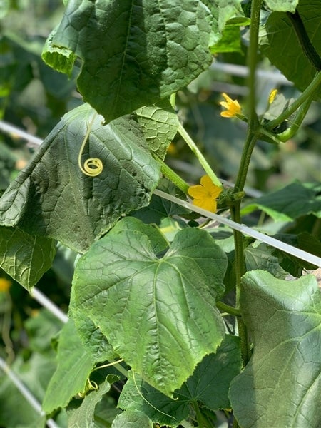 産地直送 通販 お取り寄せ広島県江田島産 きゅうり5kg 広島とれたて元気市 ｊａタウン