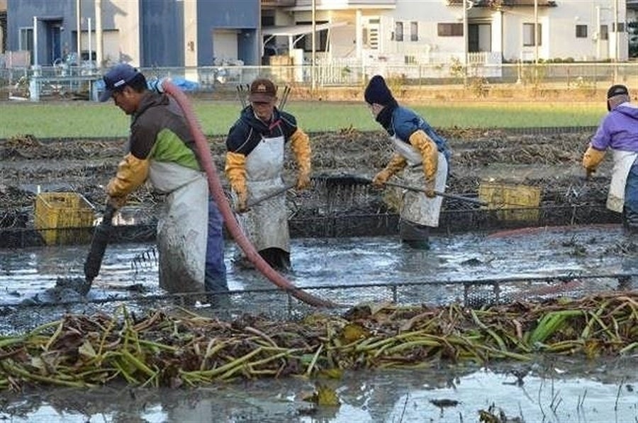 福山市産くわい2s(Sサイズ)