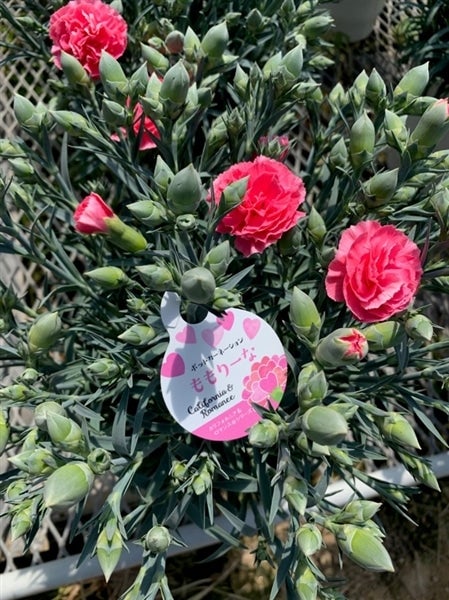 広島県江田島産 カーネーション鉢花（ラッピング）: 広島とれたて元気  