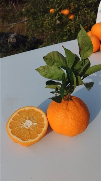 沖さんの広島県産紅甘夏: 広島とれたて元気市|【JAタウン