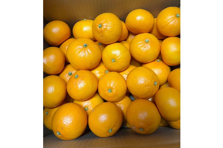西屋農園【せとか】約4.5kg（M～2L）: 広島とれたて元気市|【JA