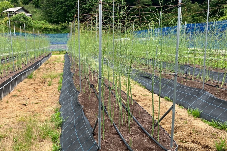 3－R アスパラガス 約600g（24～36本入り）: 広島とれたて元気市