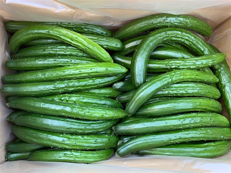 【きゅうり】 広島県江田島産 きゅうり（業務用）: 広島とれたて元気市|【JAタウン