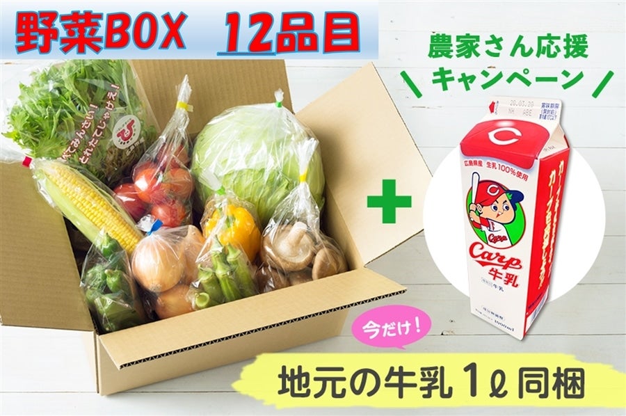 1568円 5☆好評 広島県産 キャベツ １０キロ 新鮮野菜 野菜 農家直