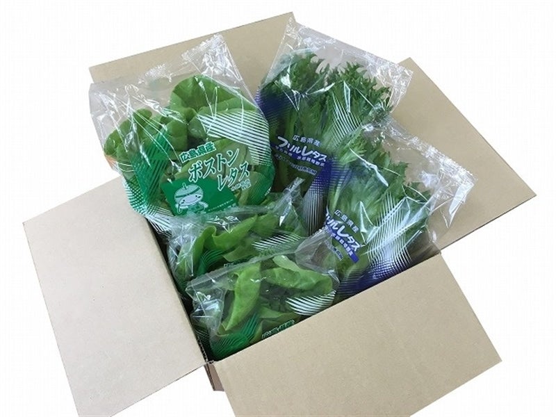広島県産水耕葉物野菜2種セット:　広島とれたて元気市|【ＪＡタウン】産地直送　通販　お取り寄せ