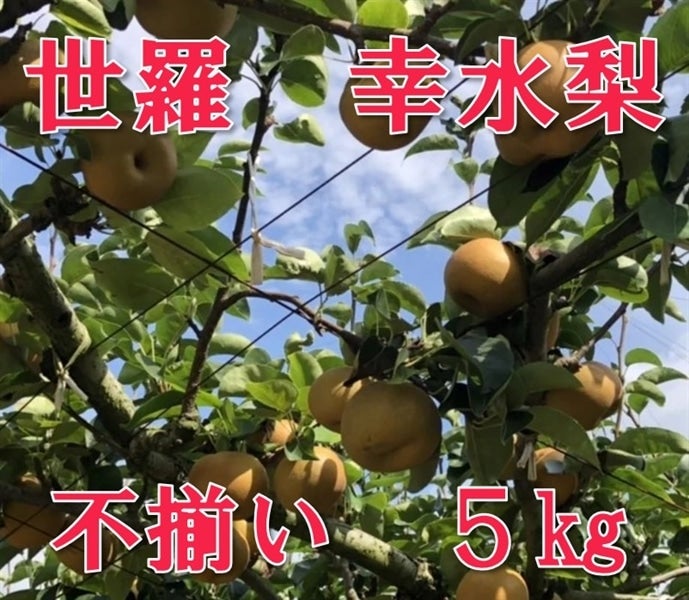 世羅 大豊農園の幸水梨 5㎏: 広島とれたて元気市|【JAタウン】産地