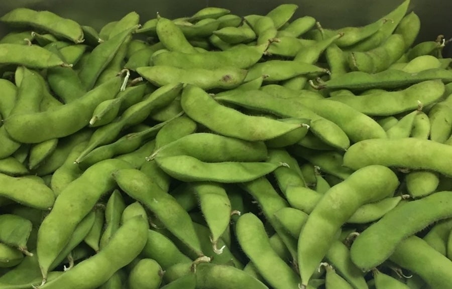 業務用】えだ豆 2㎏バラ 鮮度抜群野菜ｼﾘｰｽﾞ: 広島とれたて元気市