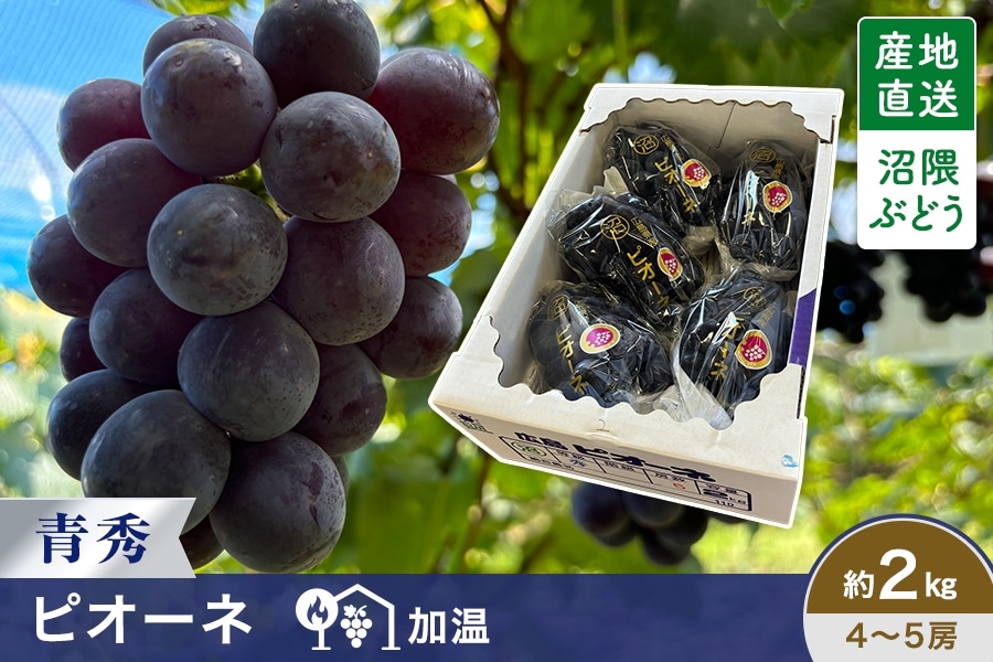 沼隈ぶどう ピオーネ 青秀約2kg（4～5房）加温（7/21～7/31出荷