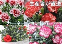 �L�����]�c���Y�@�J�[�l�[�V�������ԁi���b�s���O�j