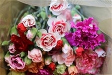 �y��̓��z�L�����]�c���Y�@�J�[�l�[�V�����؉�