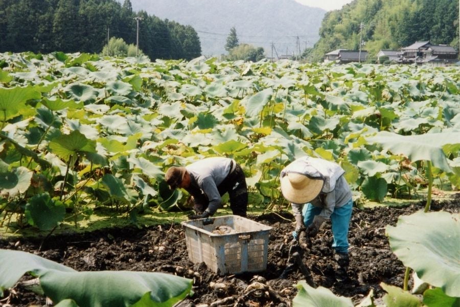 お歳暮 うまもん 堆肥栽培「岩国生れんこん」