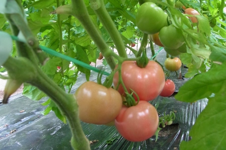 産地直送 通販 お取り寄せ秋穂 あいお フルーツトマト 約1 0ｋｇ 正直やまぐち ｊａタウン