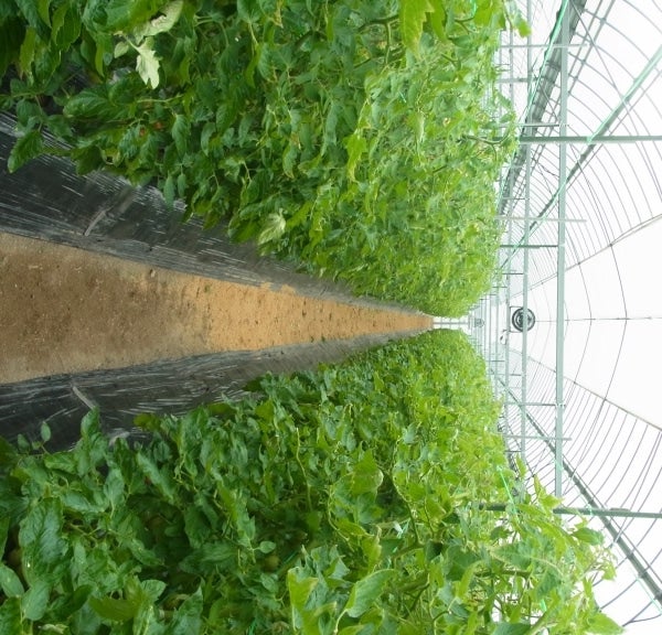 産地直送 通販 お取り寄せ秋穂 あいお フルーツトマト 約1 0ｋｇ 正直やまぐち ｊａタウン