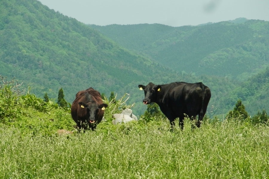 山口県阿武町の広大な牧場で育つ「無角和牛」です！