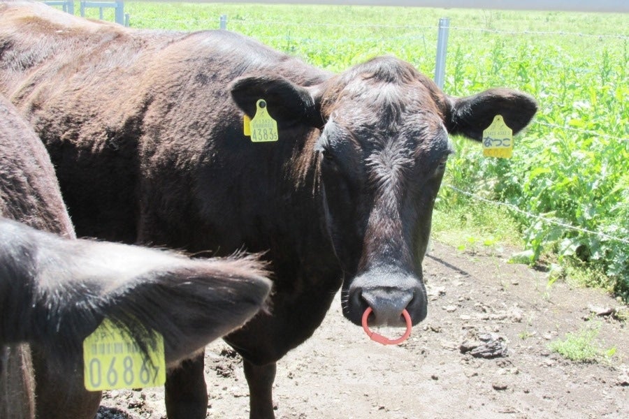 自然豊かな阿武町で生育されている無角和牛です！名前は「なつこ」