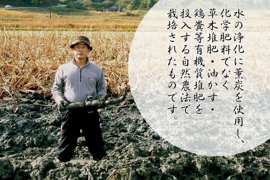 岩国れんこん生産者の益田公彦さん