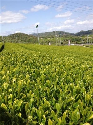 宇部市小野地区に広がるお茶畑です！