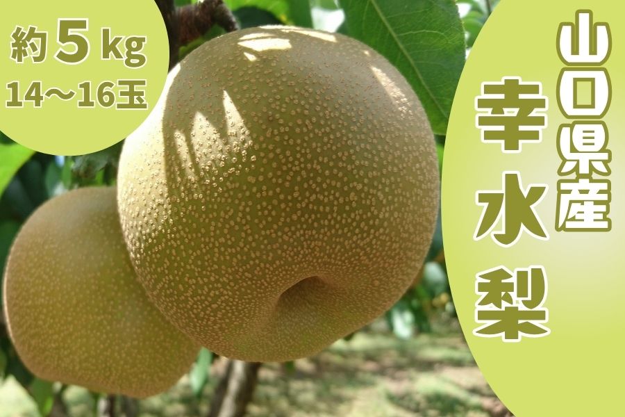 幸水(こうすい)梨」 約5kg: 正直やまぐち|【JAタウン】産地直送 通販