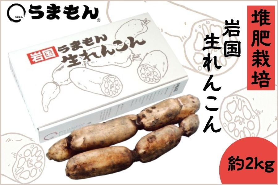 お歳暮 うまもん 堆肥栽培「岩国生れんこん」