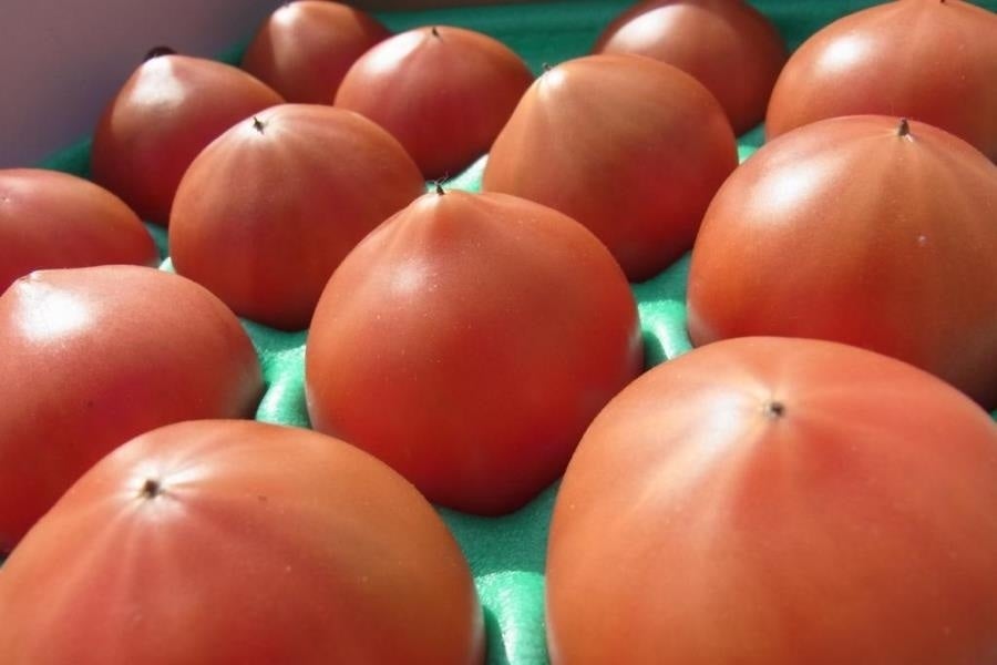 産地直送 通販 お取り寄せ秋穂 あいお フルーツトマト 約1 0ｋｇ 正直やまぐち ｊａタウン