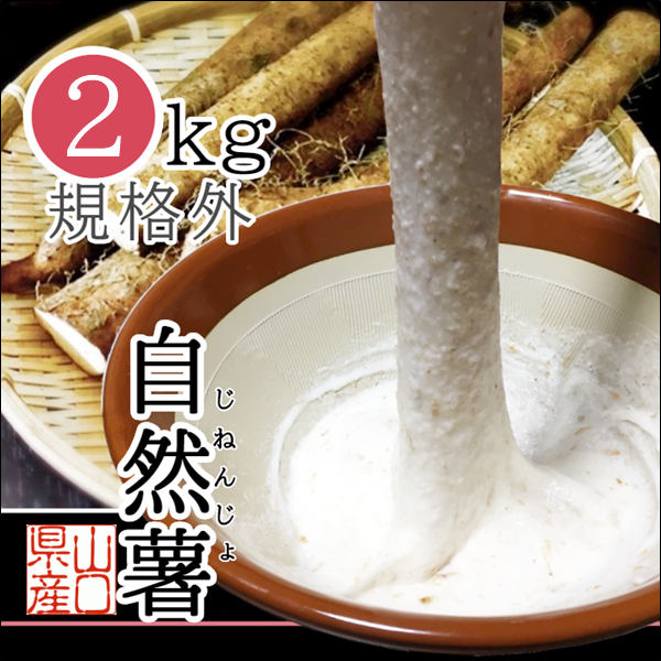 天然自然薯ーー2キロ食品