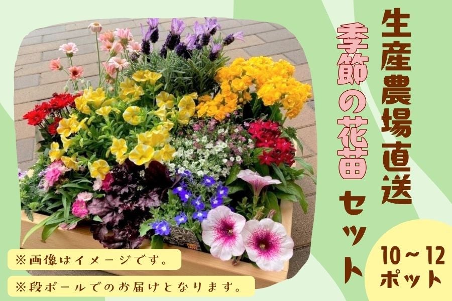 産地直送 通販 お取り寄せ生産農場直送 季節の花苗セット 正直やまぐち ｊａタウン