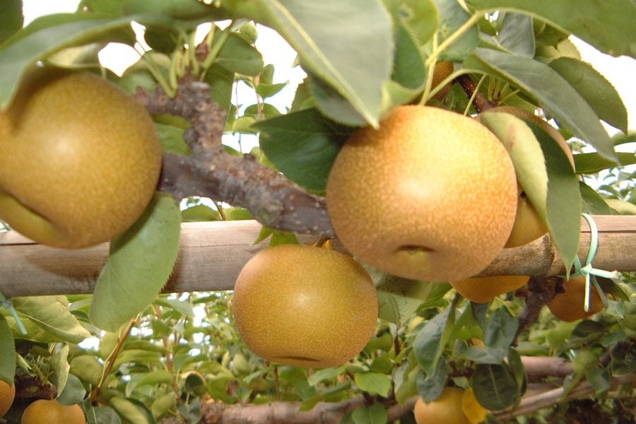 梨 豊水 10キロ 28玉 ご自宅用】甘くてフレッシュ！豊水梨 約10kg(