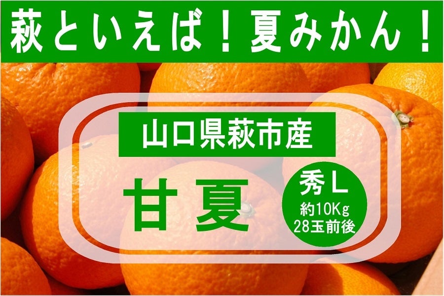 産地直送 通販 お取り寄せ初夏を告げる柑橘 萩の 甘夏 ｌサイズ約10kg 正直やまぐち ｊａタウン