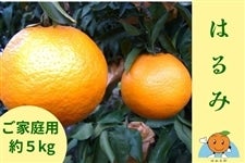 �R���哇�݂���u�͂�݁v�y���ƒ�p�E��5kg�z�`�݂���̓����炨�͂��`