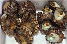 山口県産 「活あわび・活サザエ」セット 約3kg: 正直やまぐち