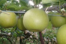 ご家庭用 「福賀(ふくが)の梨」 二十世紀梨 16玉入: 正直やまぐち