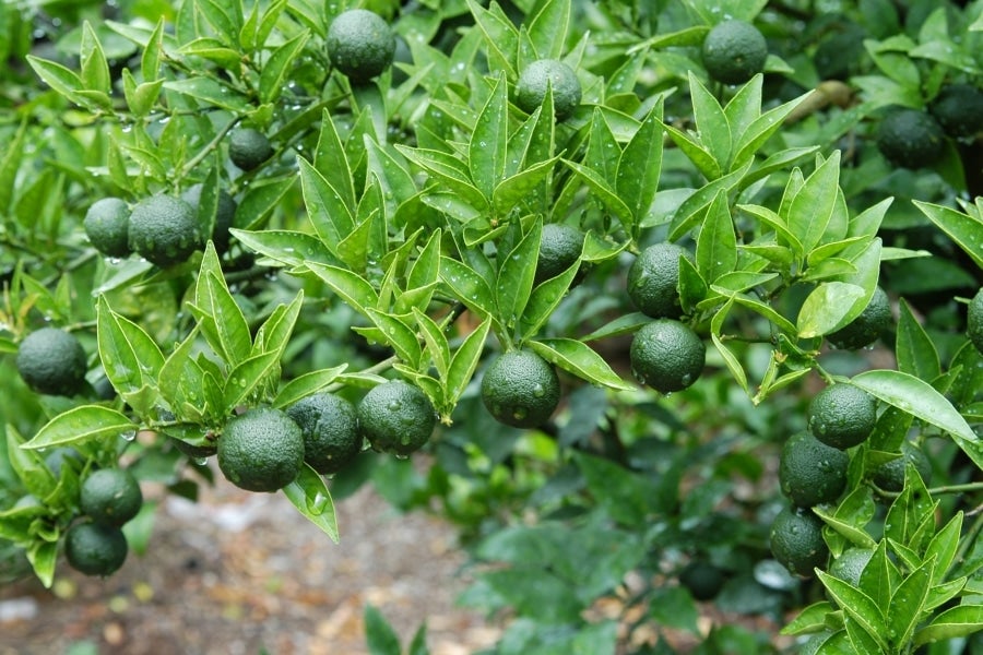 (イメージ)「徳島すだち微炭酸」の原料、徳島県産すだちです。