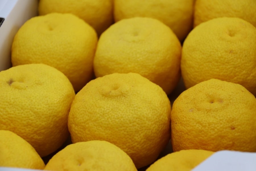徳島の木頭ゆず 1.5kg（11～13玉入）2箱: 新鮮大好き徳島|【ＪＡタウン