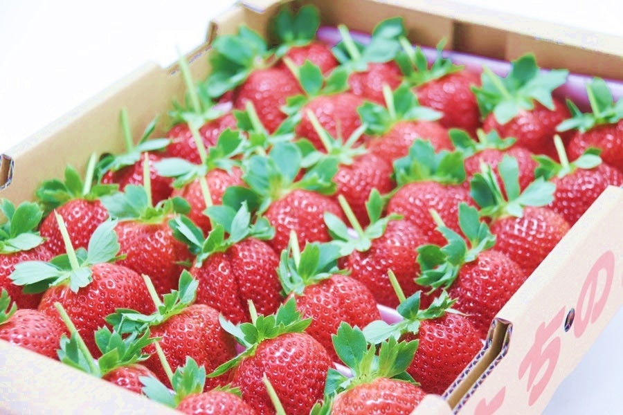 徳島県産　さちのか　1パック約280ｇ×8パック　クール便発送 fruits-senri_sachi4s