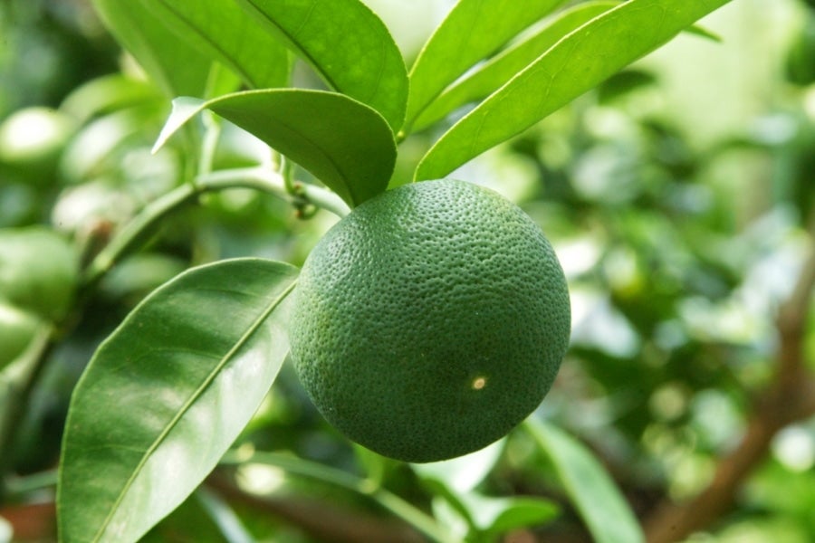 産地直送 通販 お取り寄せ100 すだち果汁 ｅｐパック1000ml 2本セット 新鮮大好き徳島 ｊａタウン