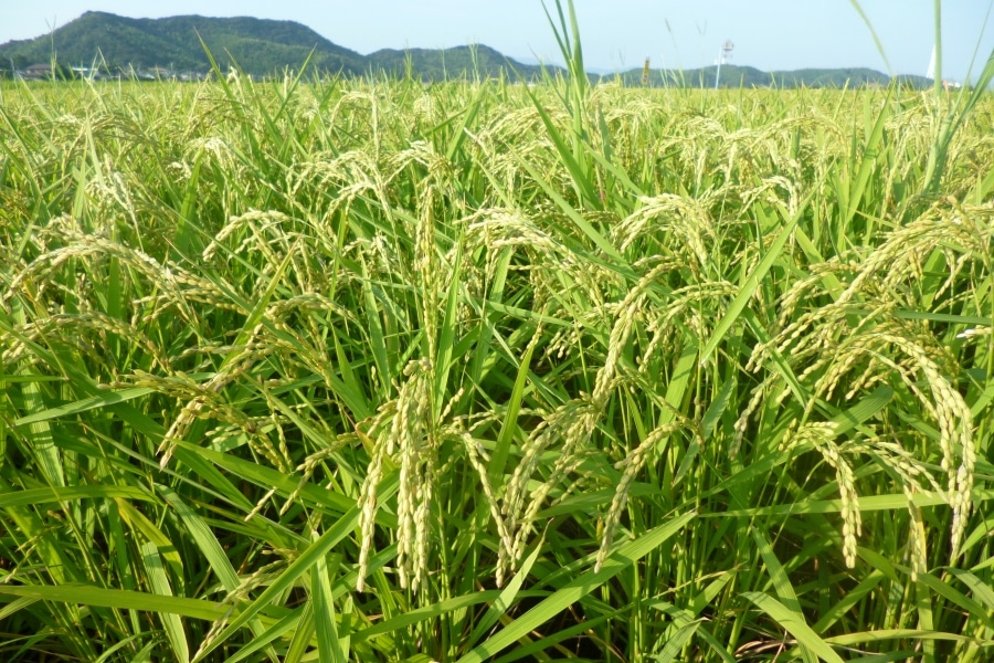 徳島県産米コシヒカリ 10kg (令和8年産): 新鮮大好き徳島|【JAタウン