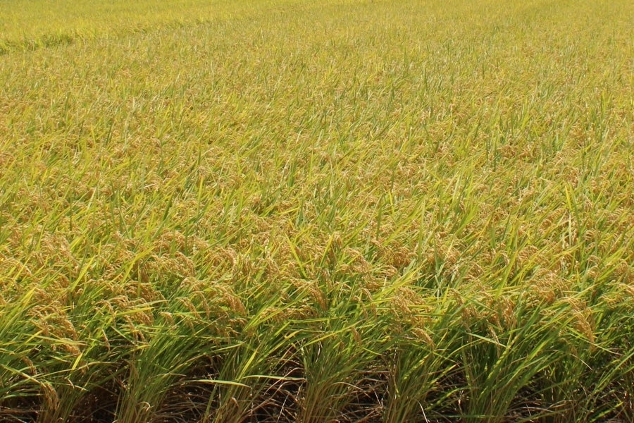 特急便】徳島県産米あきさかり 10kg (令和元年産): 新鮮大好き