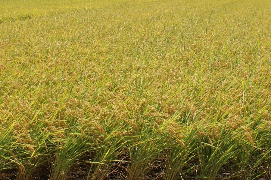 （イメージ）徳島県の豊かな自然の中で育ったお米です。