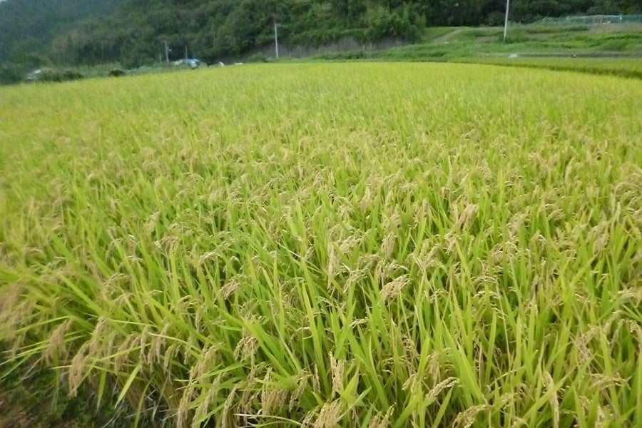 無洗米】徳島県産米キヌヒカリ 5kg (令和2年産): 新鮮大好き徳島