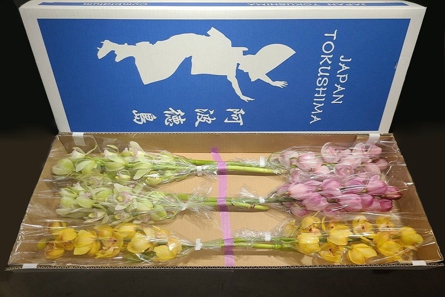 シンビジウム3色ミックス6本入（切り花）送料込み: 新鮮大好き