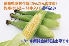 徳島県産スイートコーン1箱『甘々娘（かんかんむすめ）12～14本入り